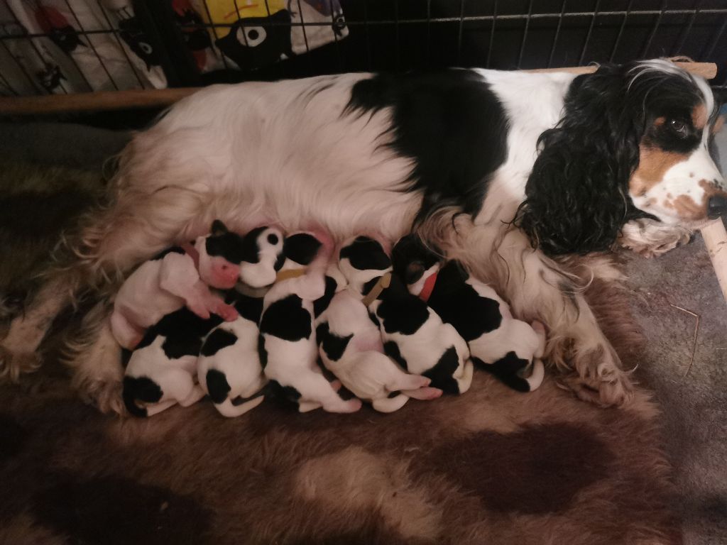 chiot Cocker Spaniel Anglais Du Berceau Des Chouquettes