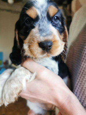 Du Berceau Des Chouquettes - Cocker Spaniel Anglais - Portée née le 30/11/2024