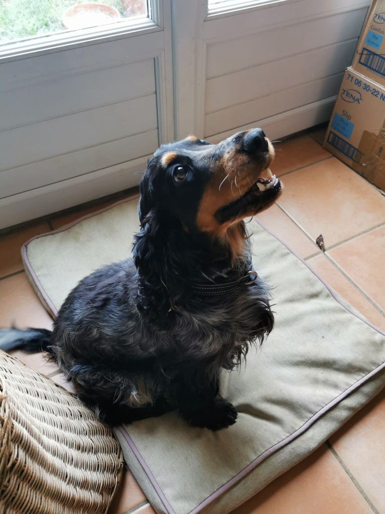 Roxy Du Berceau Des Chouquettes
