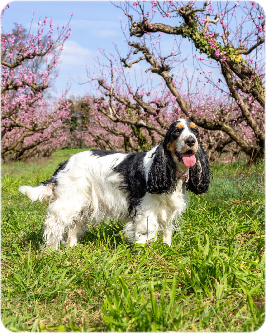 Telma Du Berceau Des Chouquettes