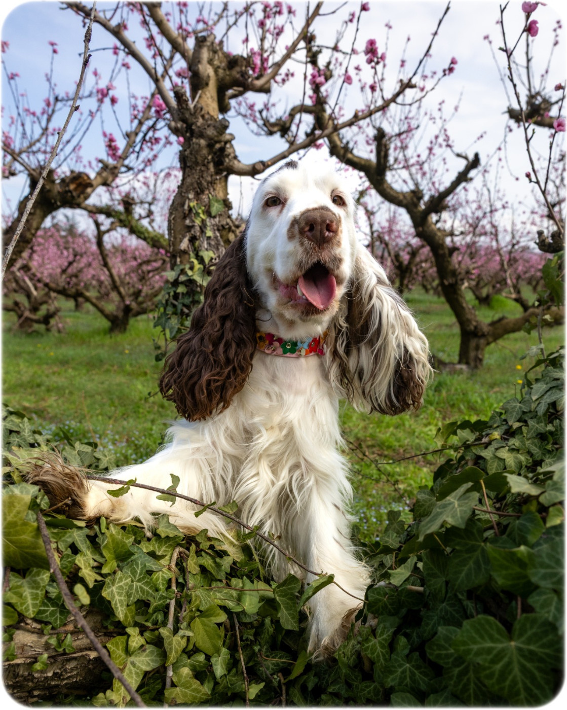 Verylove Leeloo du domaine de la vignelais