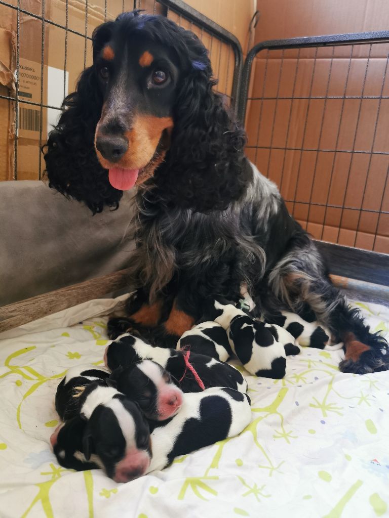 Du Berceau Des Chouquettes - Bienvenu aux bébés de Roxy ! 