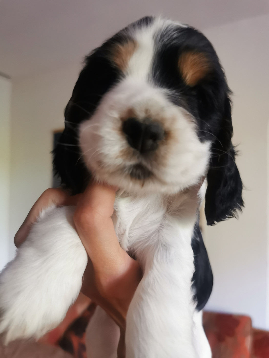 Du Berceau Des Chouquettes - Chiots disponibles - Cocker Spaniel Anglais