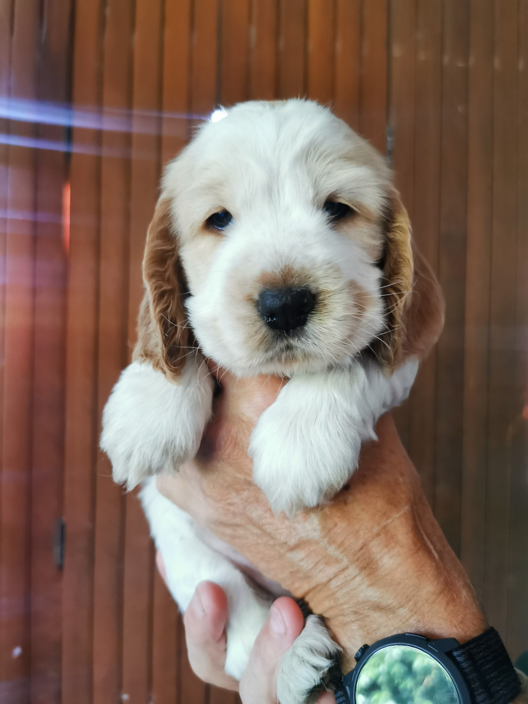 Du Berceau Des Chouquettes - Chiots disponibles - Cocker Spaniel Anglais