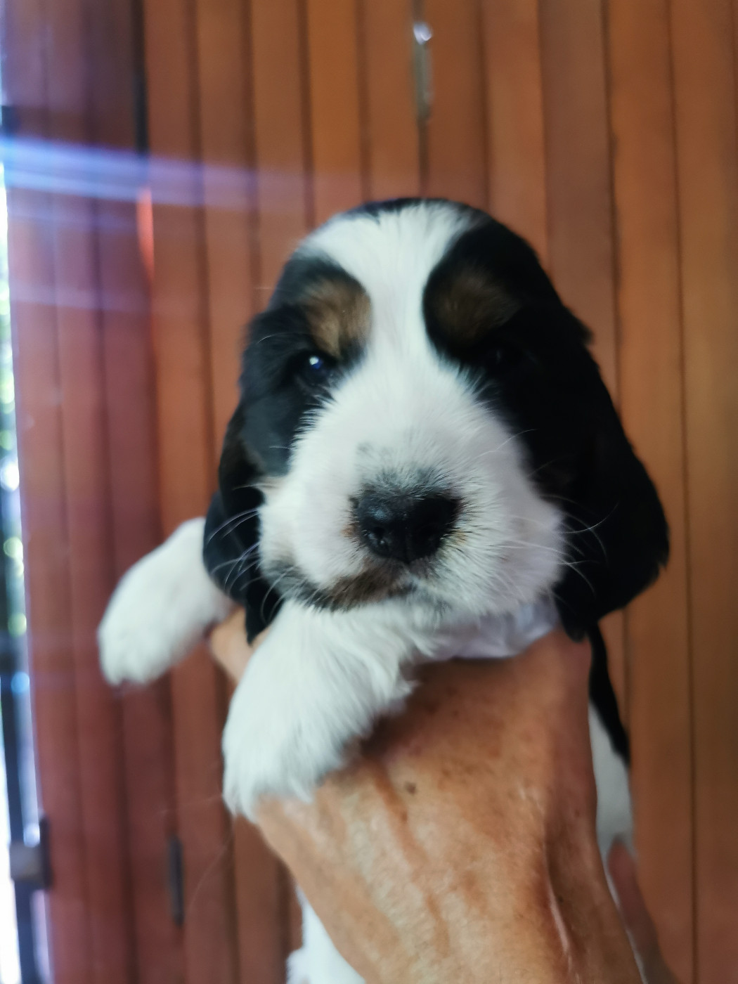 Du Berceau Des Chouquettes - Chiots disponibles - Cocker Spaniel Anglais