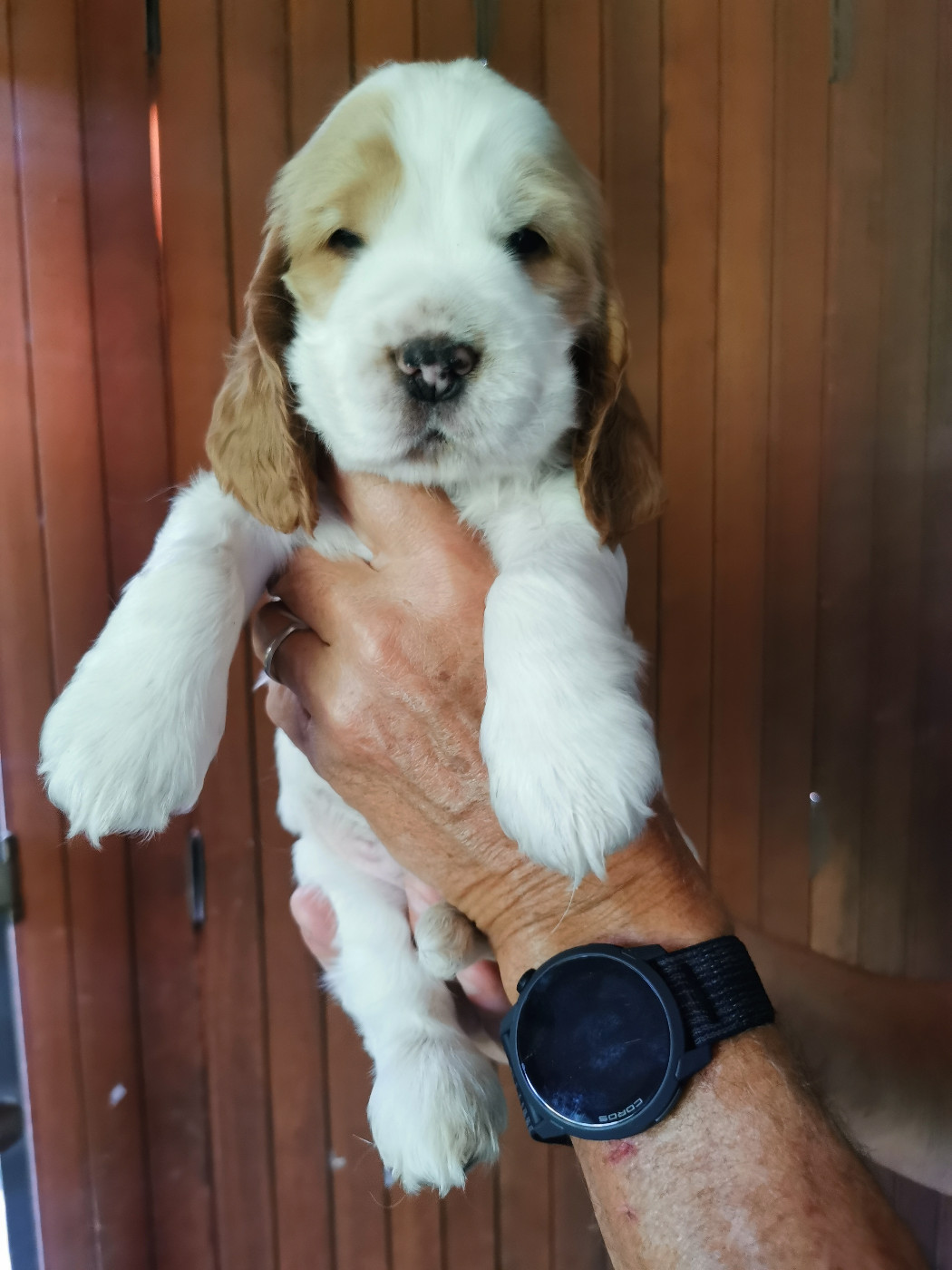Du Berceau Des Chouquettes - Chiots disponibles - Cocker Spaniel Anglais