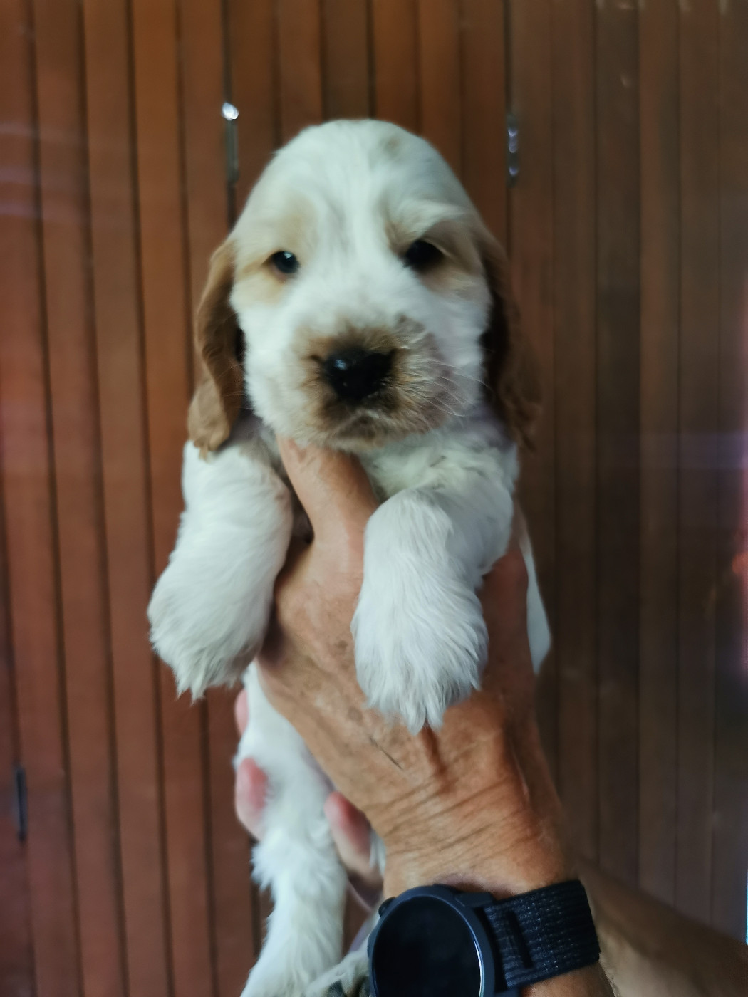 Du Berceau Des Chouquettes - Chiots disponibles - Cocker Spaniel Anglais