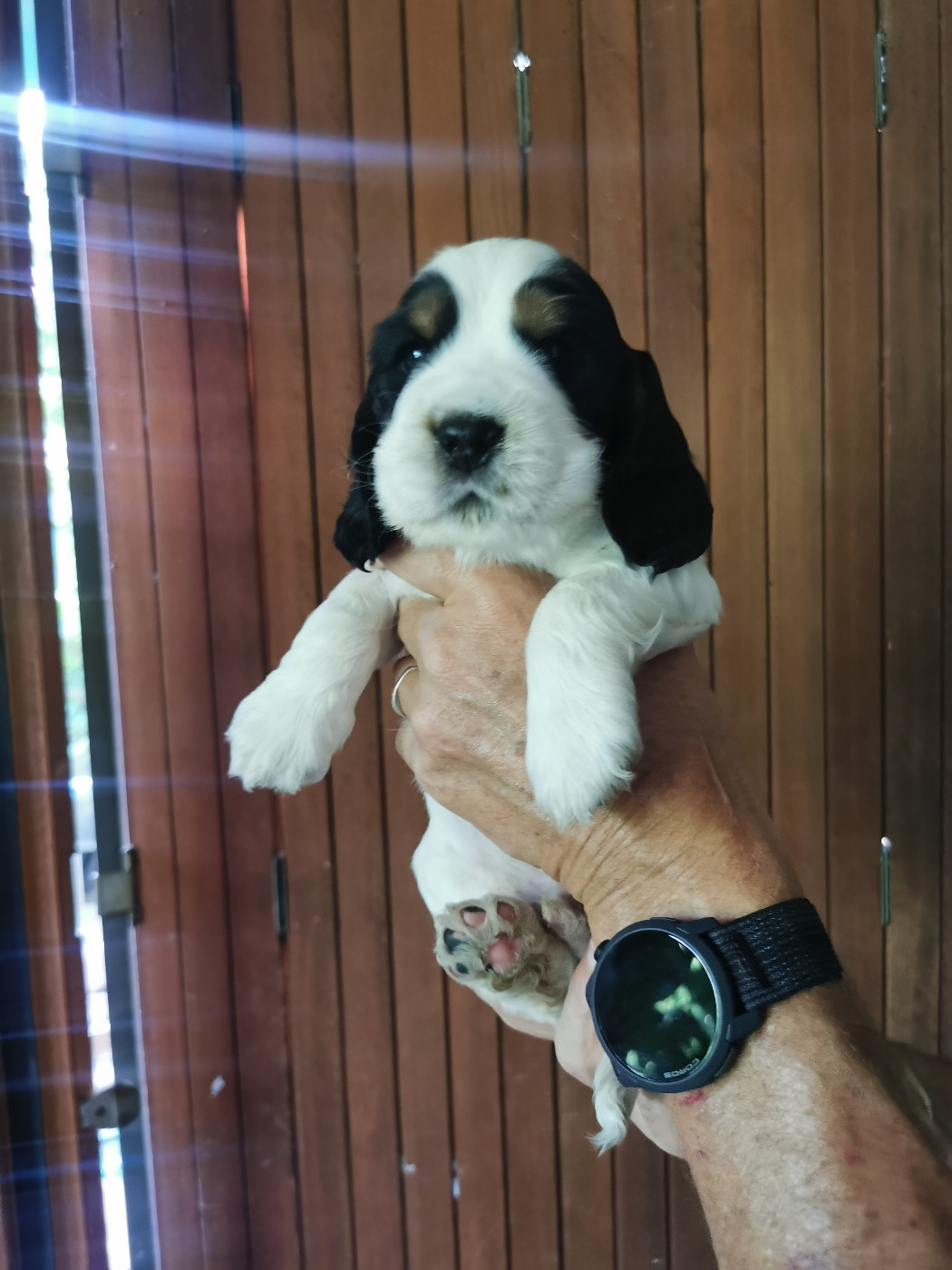 Du Berceau Des Chouquettes - Chiots disponibles - Cocker Spaniel Anglais