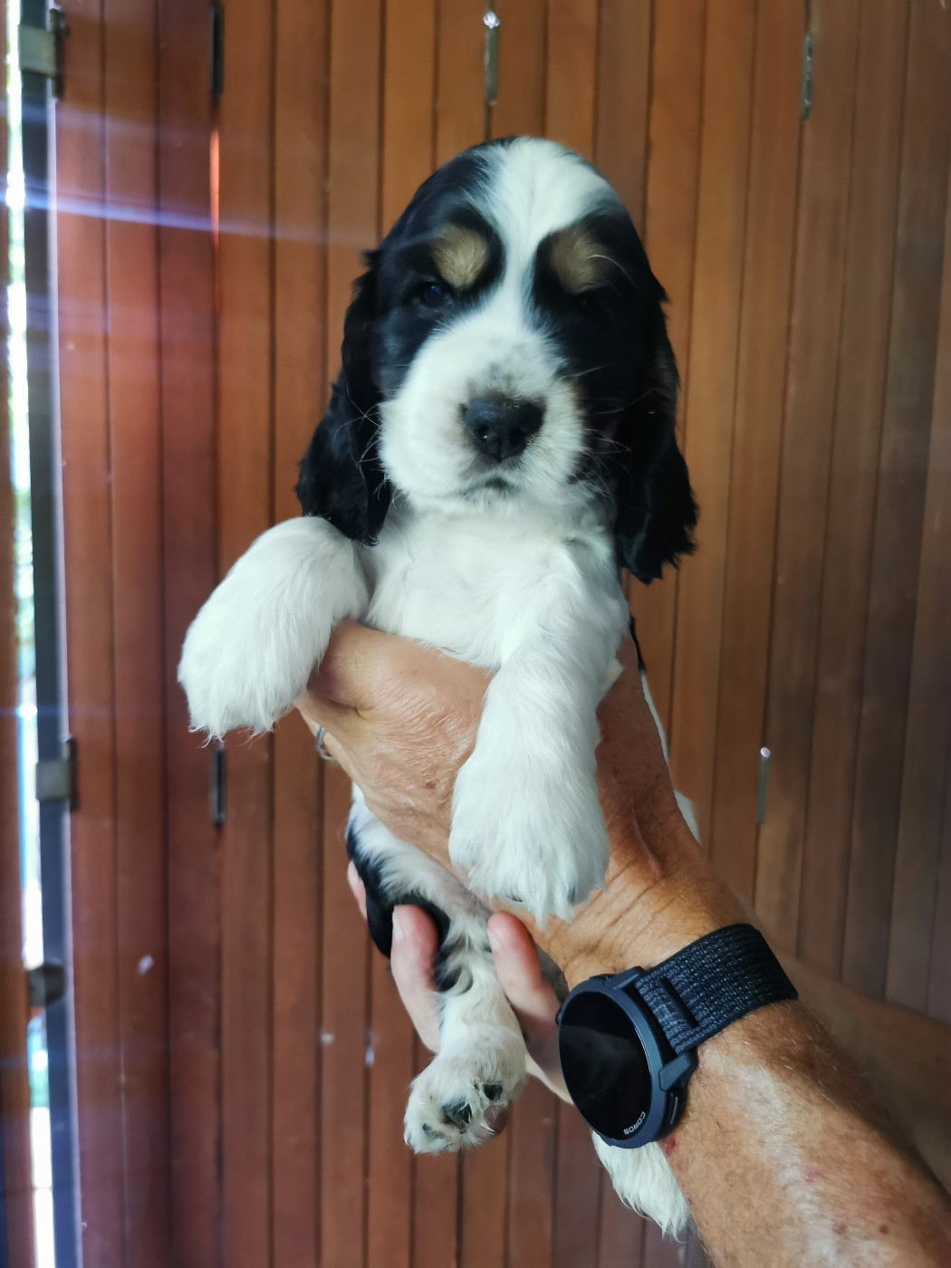 Du Berceau Des Chouquettes - Chiots disponibles - Cocker Spaniel Anglais