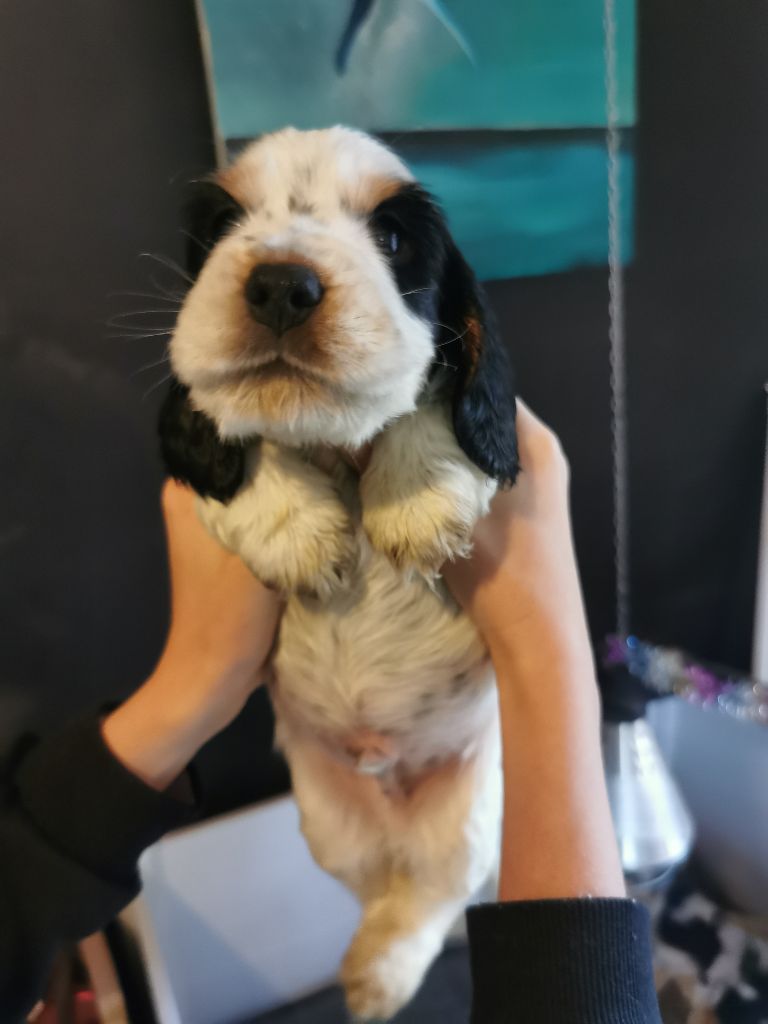 Du Berceau Des Chouquettes - Cocker Spaniel Anglais - Portée née le 30/11/2024